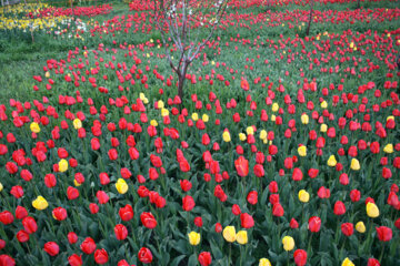 Iran : le jardin des tulipes dans un village à Tabriz au nord-ouest