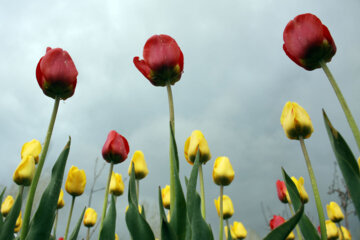 Jardín de tulipanes en el noroeste de Irán