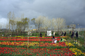 Jardín de tulipanes en el noroeste de Irán