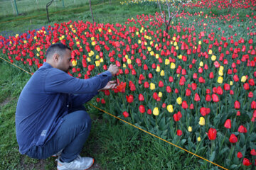 Jardín de tulipanes en el noroeste de Irán