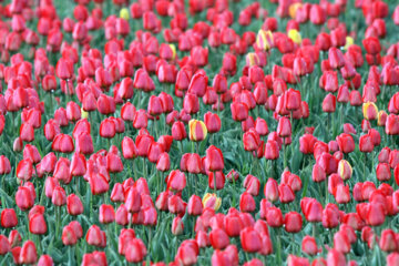 Jardín de tulipanes en el noroeste de Irán