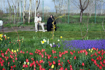 Jardín de tulipanes en el noroeste de Irán