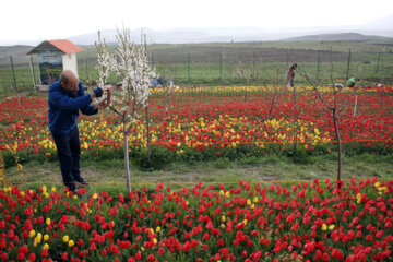 Jardín de tulipanes en el noroeste de Irán