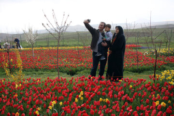 Jardín de tulipanes en el noroeste de Irán