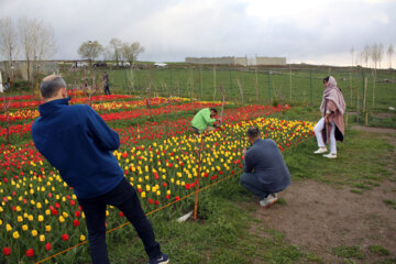 Iran : le jardin des tulipes dans un village à Tabriz au nord-ouest