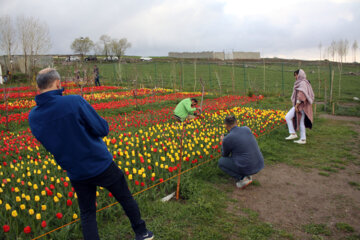 Jardín de tulipanes en el noroeste de Irán