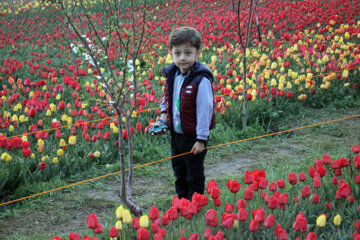 Jardín de tulipanes en el noroeste de Irán