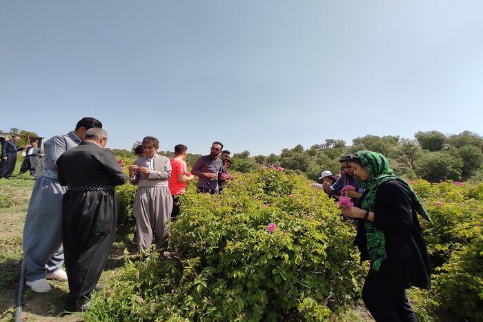 تولید افزون بر۱۱۴ هزار تن محصولات باغی در کردستان