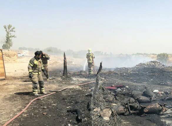 آتش سوزی در یک دامداری ۱۵۰ دام را تلف کرد