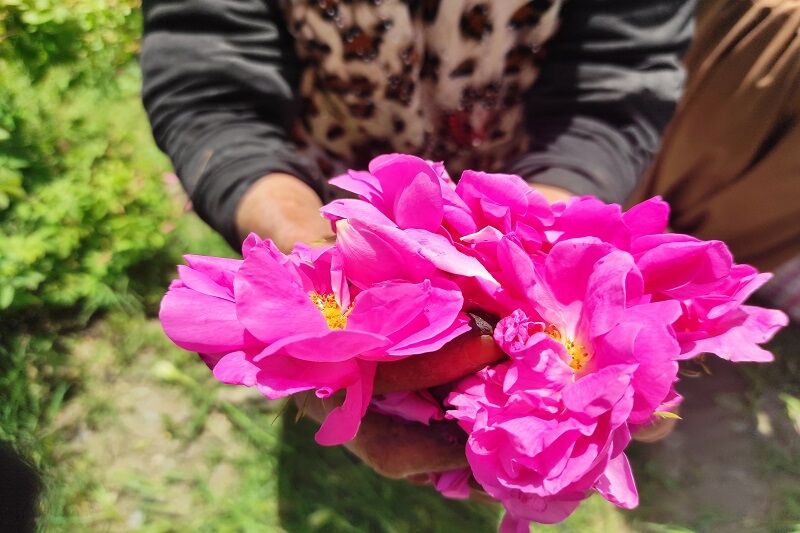 آمادگی جهاد دانشگاهی تهران برای فرآوری گل‌محمدی و گیاهان دارویی 