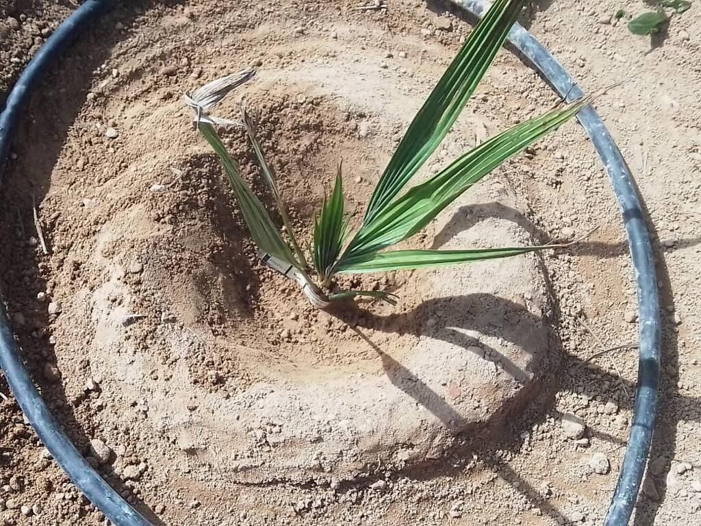 ۲ هزار اصله نخل خرمای مجول در استان بوشهر کشت شد ۲ هزار اصله نخل خرمای مجول در استان بوشهر کشت شد