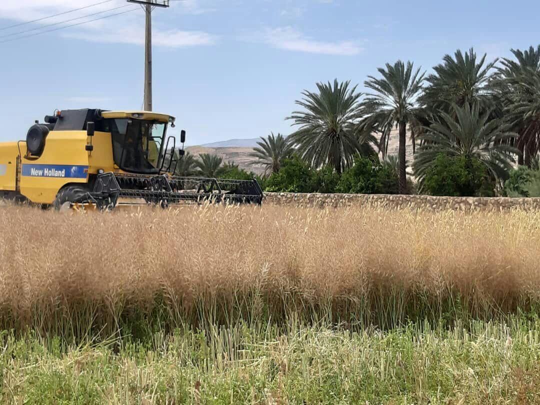 ۵۰۰ تن کلزا در کهگیلویه برداشت شد