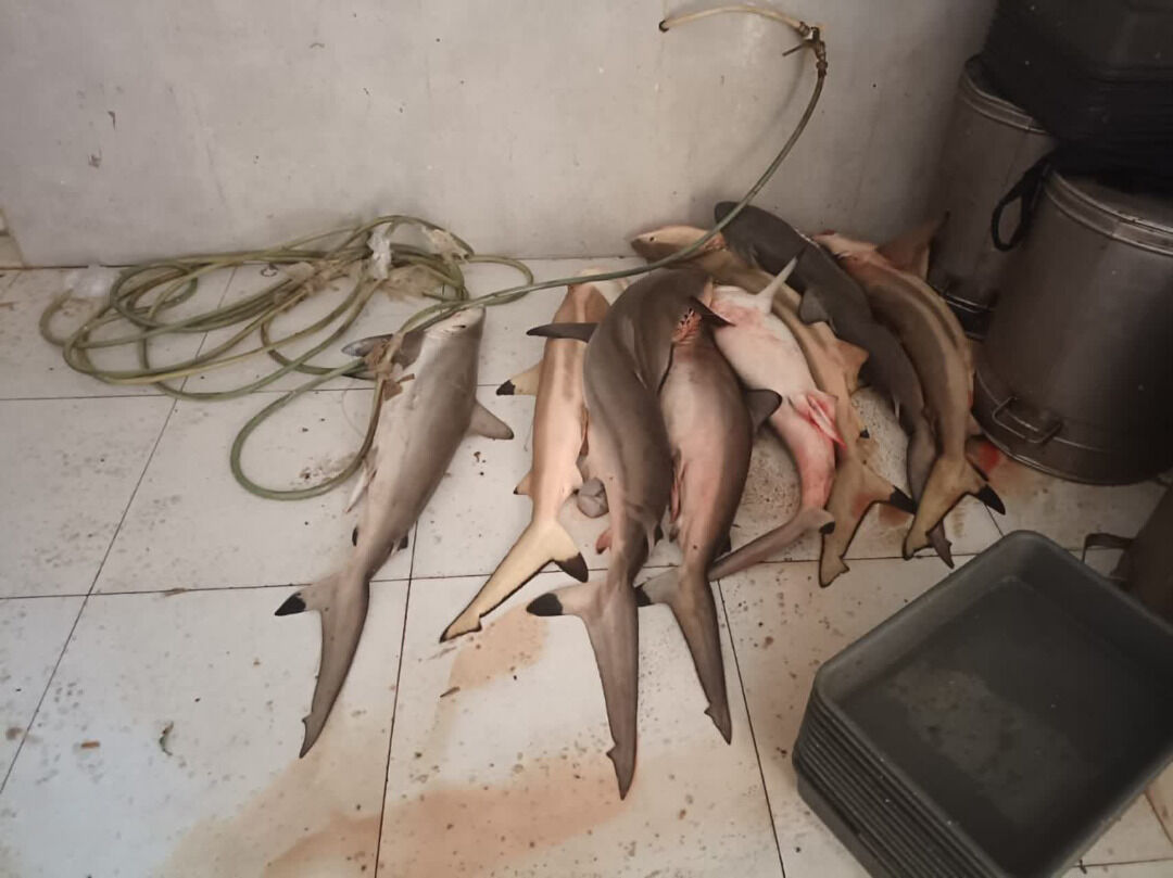 یک باب رستوران در کیش به دلیل طبخ و عرضه کوسه پلمب شد یک باب رستوران در کیش به دلیل طبخ و عرضه کوسه پلمب شد