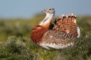 رصد زیستگاه گونه نادر میش مرغ در بوکان تشدید شد