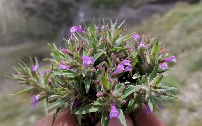 استکانی از طراوت گلهای تازه دم