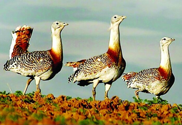 انقراض خاموش گونههای جانوری در همدان