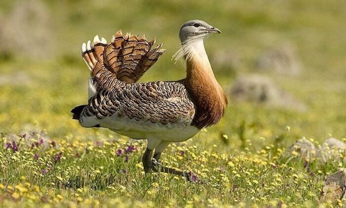 خطر انقراض در کمین «میش مرغ ایرانی» + فیلم