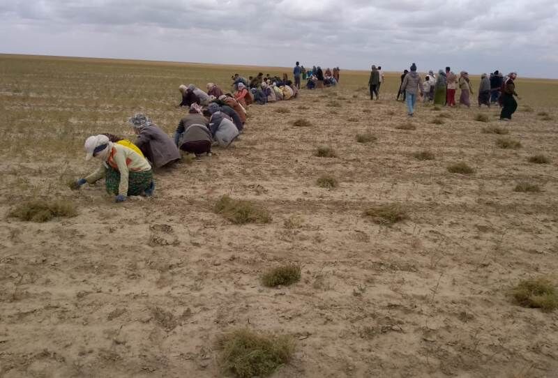 برداشت زیره سبز از مناطق شمالی و مرزی گنبدکاووس آغاز شد برداشت زیره سبز از مناطق شمالی و مرزی گنبدکاووس آغاز شد