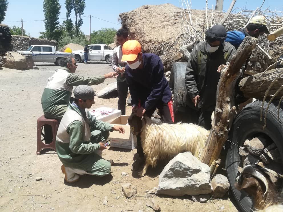 واکسیناسیون دام سبک لرستان بر علیه بیماری طاعون 