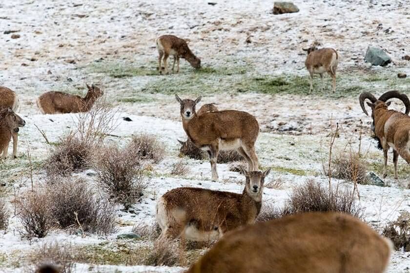 تاثیر ساخت و سازهای بیرویه شمیرانات بر زیست جانوران مناطق حفاظت شده تاثیر ساخت و سازهای بیرویه شمیرانات بر زیست جانوران مناطق حفاظت شده