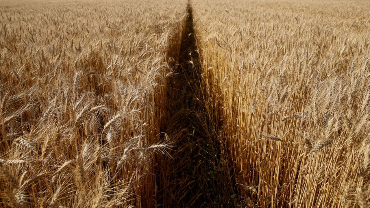 جنگ اوکراین، ناامنی غذایی و لزوم بازیابی اعتماد بازار با شفافیت اطلاعات