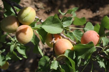 برداشت زردالو در سمنان