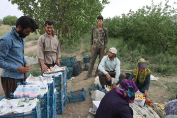 برداشت زردالو در سمنان