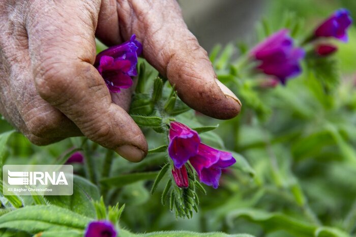 سیاهدانه ؛ مروارید سیاه مازندران در مسیر کشت تجاری