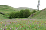 La naturaleza primaveral del municipio Guermi en el noroeste de Irán