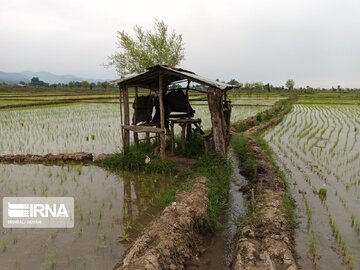 Natural beauties of Rezvanshahr