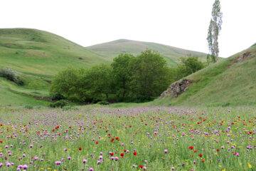 La naturaleza primaveral del municipio Guermi en el noroeste de Irán 