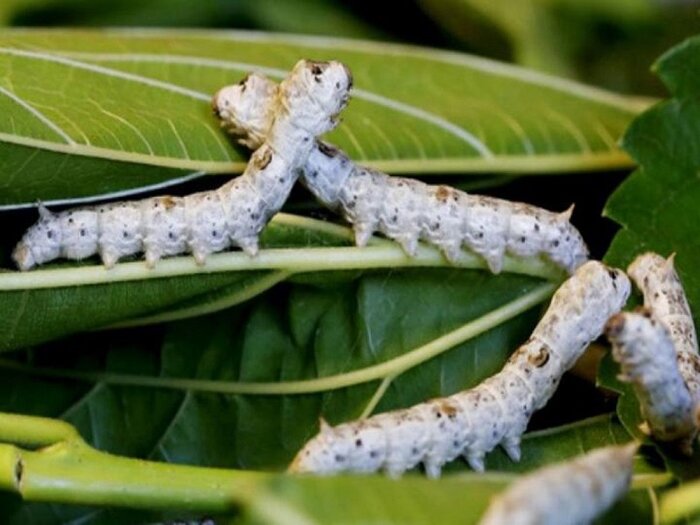 پرورش کرم ابریشم، پروانه اشتغال بر شانه روستاییان