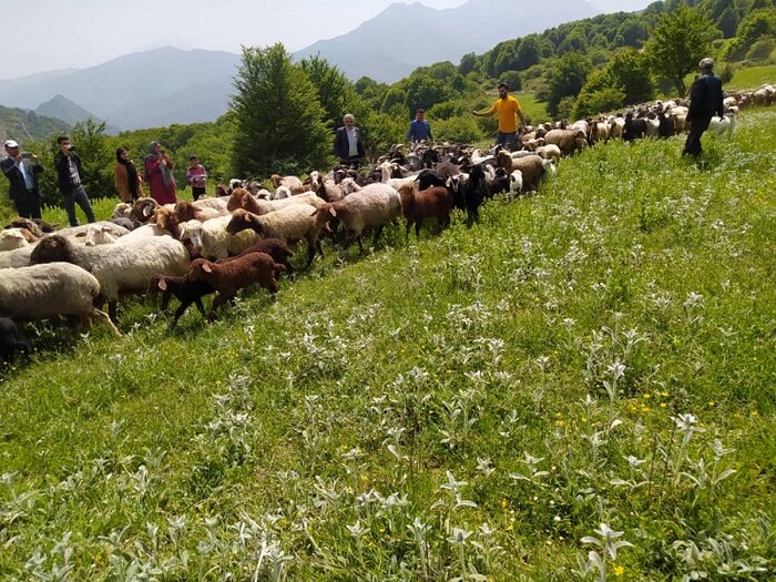 آفرودسواری در مراتع ، درد مشترک دامداران و مسوولان در مازندران