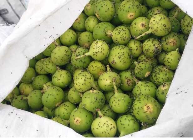 آغاز گرده افشانی انجیر در شهرستان استهبان آغاز گرده افشانی انجیر در شهرستان استهبان