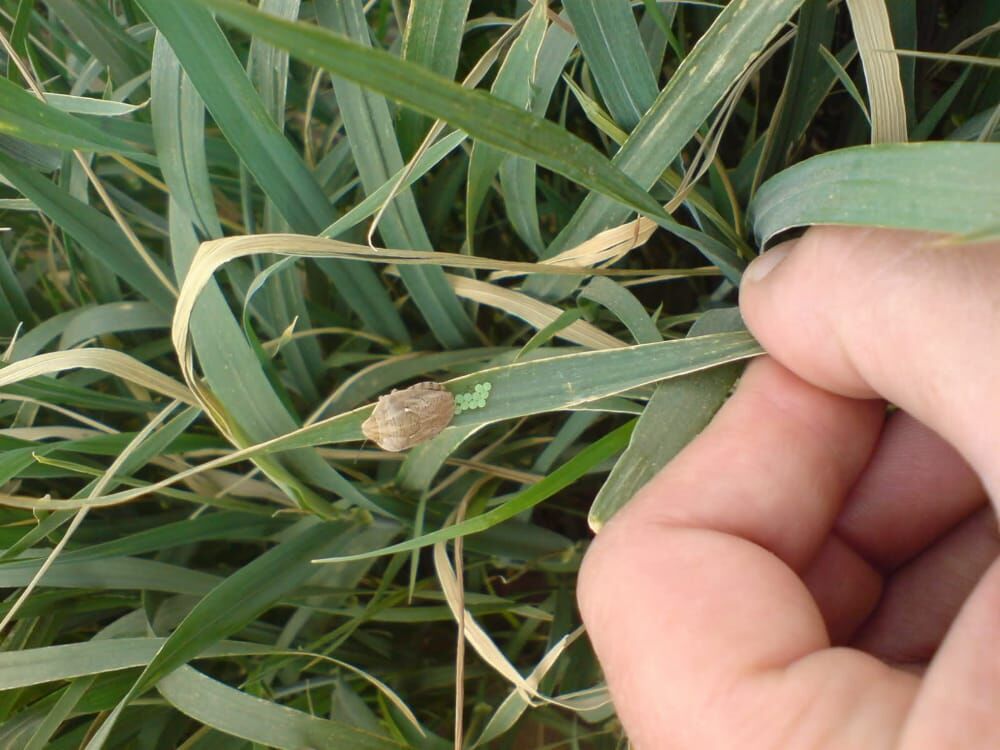 هشدار آفت پوره سن در مزارع مرودشت جدی است هشدار آفت پوره سن در مزارع مرودشت جدی است