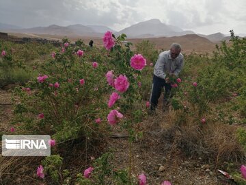 تولید گل محمدی امسال در دامغان ۱۶۰ تن پیش بینی می‌شود