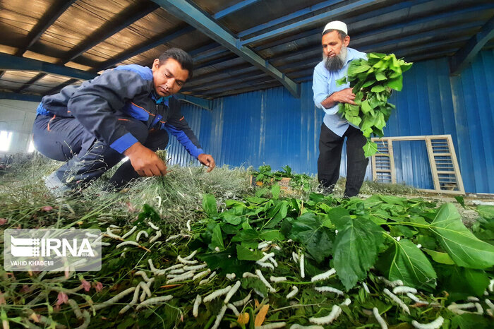 از برگهای توت تا تارهای ابریشم /روایتی از رونق نوغانداری در خراسان رضوی