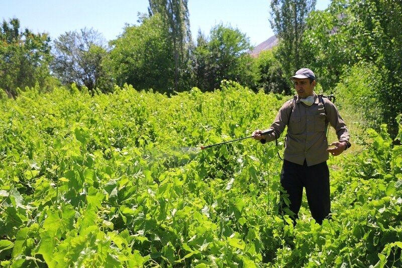 ۷۰ درصد از تاکستان‌های شیروان سمپاشی شد