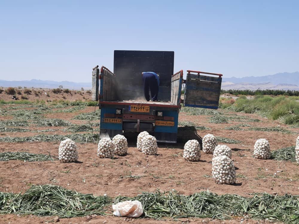 ۶۷۰۰ تُن پیاز در جغتای خراسان رضوی تولید شد