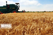 کشت قراردادی گندم آبی در سطح ۷۶ درصد زمین‌های زراعی کرمانشاه عملیاتی شد