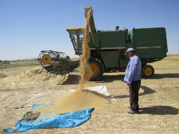 برداشت گندم در ابرکوه آغاز شد