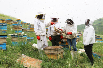 زنبورداران اردبیلی شناسنامه الکترونیک زنبورداری دریافت می‌کنند