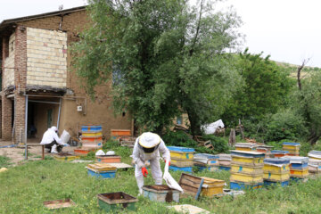 رونق زنبورداری در بهار شهرستان گرمی