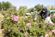 ۹۰۱ هکتار گل محمدی در لرستان کشت می شود