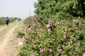 حدود ۳۶۰ هکتار از اراضی کشاورزی ملایر زیر کشت محصولات کم آب‌بر است