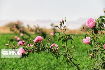 پویش جشنواره گل محمدی لاله‌زار کرمان شکوفه داد