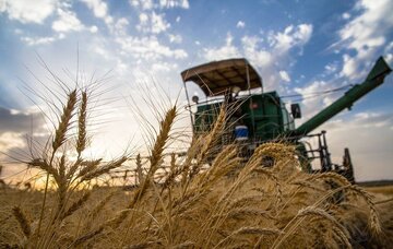پیش‌بینی تولید گندم امسال در اصفهان ۱۷۰ هزار تُن است