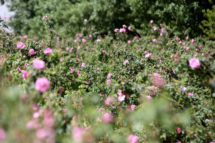 افزایش ۵۰ درصدی تولید گل محمدی در گلستان‌های تکاب