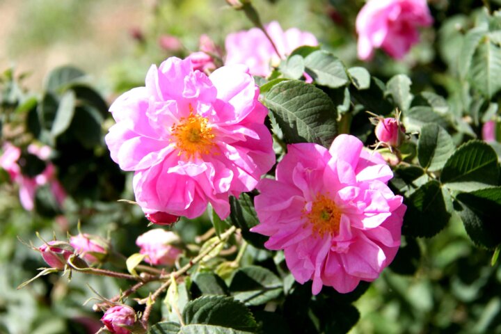 مقاومت کشاورزی قم در برابر خشکسالی با تغییر الگوی کشت