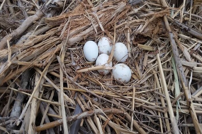 تخمگذاری گونه نادر «خوتکای ابرو سفید» در تالاب کانی برازان مهاباد